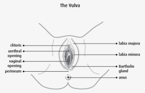 Diagram Of The Vulva - Diagram Of Vulva