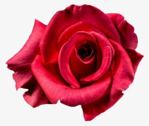 Red Rose Flower Top View Png Image - Top View Red Rose