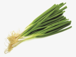 Spring Onion Daun Bawang - Spring Onions Clipart Png