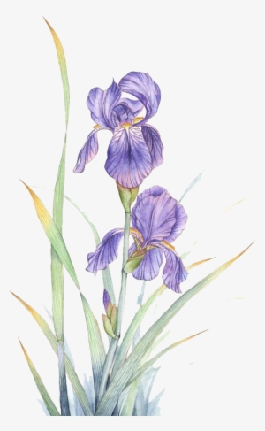 Watercolor Painting Violet Flower - Violeta Flor Watercolor