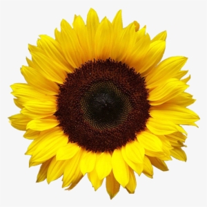 Sunflower Png - Sunflower Transparent