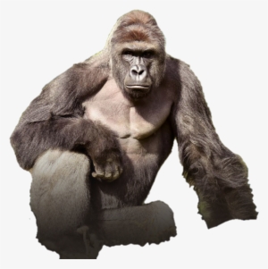 Harambe The Gorilla Render - Tits Out For Harambe