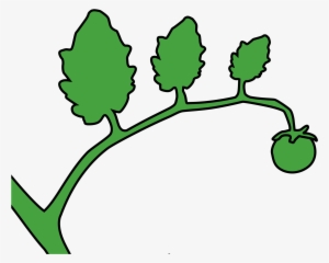 This Free Icons Png Design Of Green Tomato On A Vine