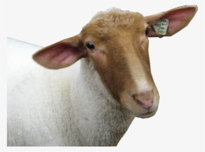 Sheep Head Png Image - Sheep Head Transparent Background