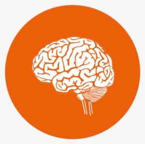 Outline Picture Of Human Brain