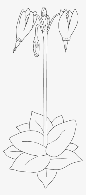 Henderson's Shooting Star Coloring - Download