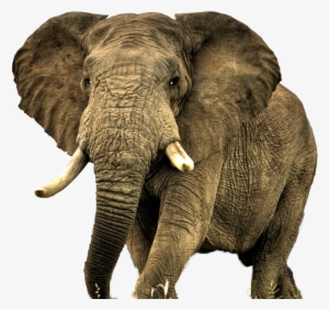 Elephent Wallpaper For Mobile