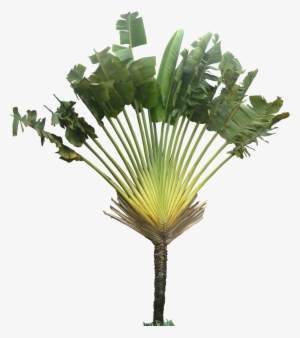 Ravenala03l Plant Images, Plant Pictures, Tree Cut - Ravenala Madagascariensis