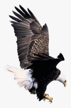 Flying Bald Eagle Clipart - Bald Eagle Living Habitat