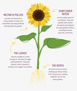 About Us - Common Sunflower