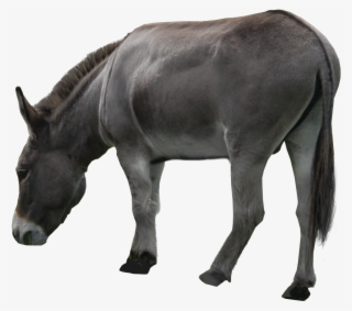 Donkey Png Photos - Donkey Png