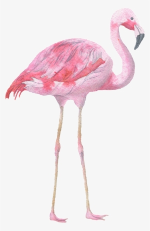 Pink Flamingo Watercolor Transparent Decorative Pattern