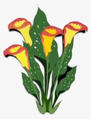Flowering Plant Arum-lily Ornamental Plant Watercolor - Copos De Leite Flores