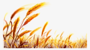 Wheat Png
