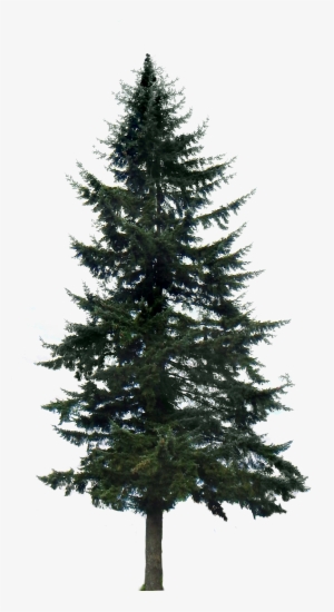 Google Search Tree Render, Tree Photoshop, Pine Tree - Pine Trees Transparent Background