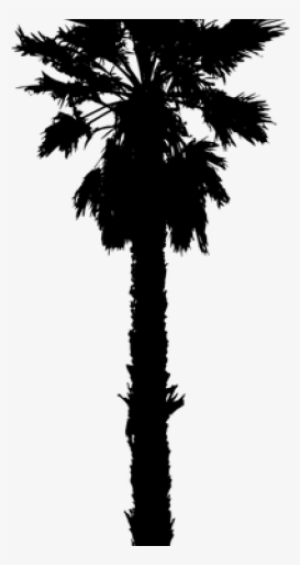 Palm Trees