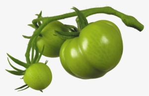 Green Tomato Png