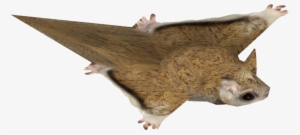 Northern Flying Squirrel - Punxsutawney Phil