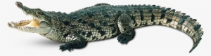 Alligator Background Png - Transparent Background Cartoon Crocodile Clipart