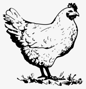 Chicken Clip Art - Chicken Clipart Black And White
