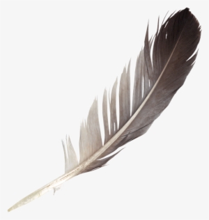 Free Download - Feather Png