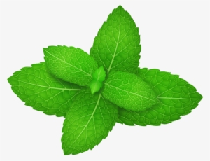 Mentha Spicata Peppermint Herb Leaf - Mint Leaf Vector Png