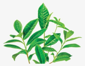 Green Tea Png Image - Caffeine Free Green Tea