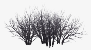 Shrub Tree Photography Black And White - Dark Bush Png