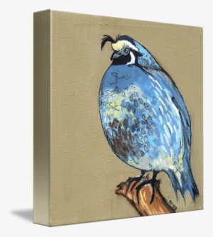 Q Is For Quail By Beth Thomas Vector Freeuse Stock - Drawing