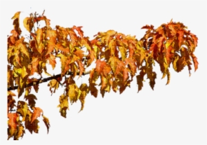 Autumn Tree Branch - Gambel Oak