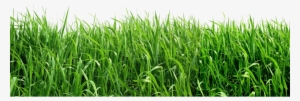 Royalty Free Download Png Picture Gallery Yopriceville - Grass Png File