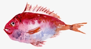 Red Watercolor Hand Painted Goldfish Transparent - Watercolor Painting