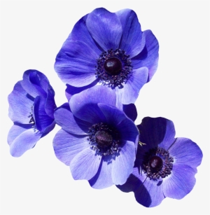 Purple Flower Png Image - Purple Flowers Transparent Background