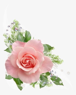 Single Pink Rose Png - Pink Roses Transparent Background
