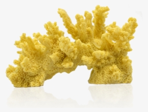 Deep Blue Professional Branch Coral - Deep Blue Branch Coral 35x2x25in Nat-103143 {bin-1}894410