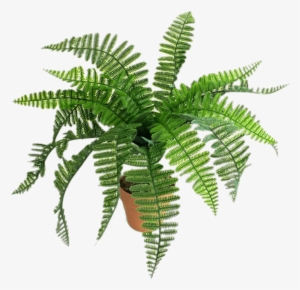Artificial Fern - Helechos Png