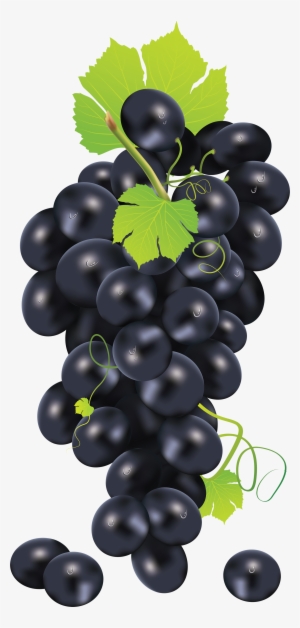 Black Grape Png Image - Grape Vector