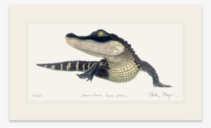 American Alligator - Art