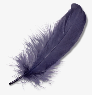 Nature - Feathers - Feather Png