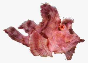 About Lembeh - Lembeh