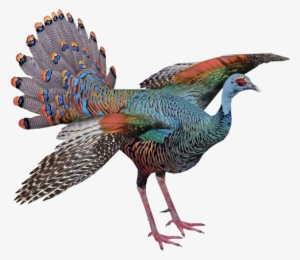 Ocellated Turkey - Wiki