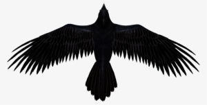 Raven - Transparent Background Raven Png