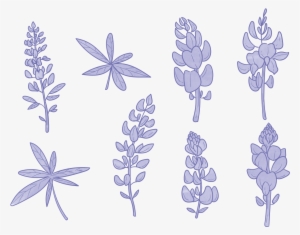 Bluebonnet Flower Vectors - Bluebonnet Clipart Black And White