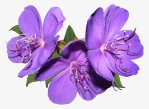 Flowers, Purple, Garden, Summer, Bright - Flower