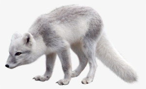 Polar Fox Clipart Artic - Arctic Fox Png