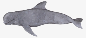 Short Finned Pilot Whale - Short-finned Pilot Whale