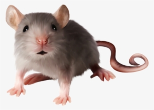 Download - Мышь Клипарт