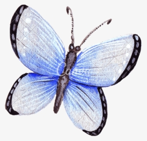 Hand Drawing Of Colorful Watercolor Butterfly - Illustration