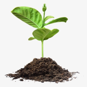 Save Tree Png Picture