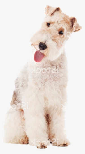 About Us Callout - Wire Hair Fox Terrier